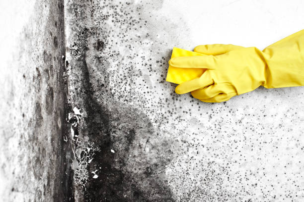 Best Mold Removal for HVAC Installations  in Toluca, IL