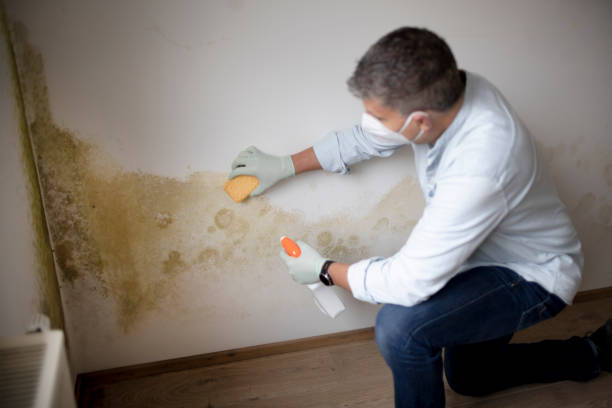 Professional Mold Removal in Toluca, IL